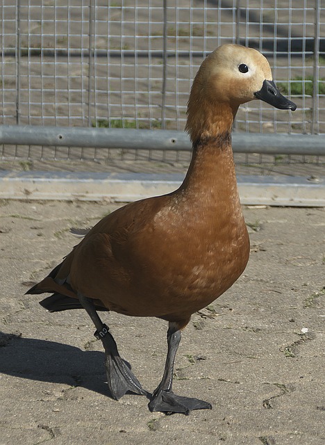 真实震慑